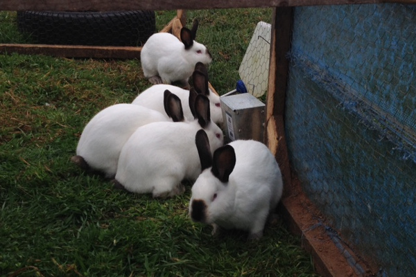 Rabbits on pasture